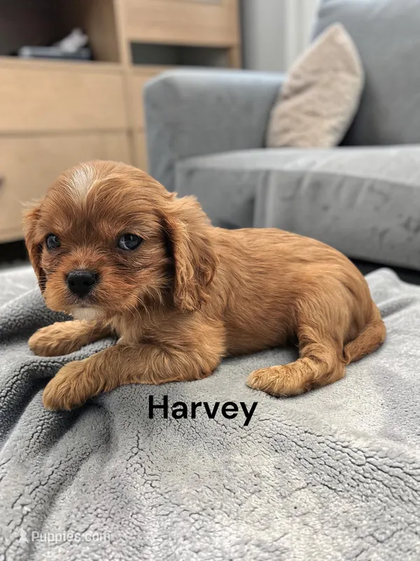Harvey – Cavalier King Charles Spaniel puppy for sale in DeMotte, IN