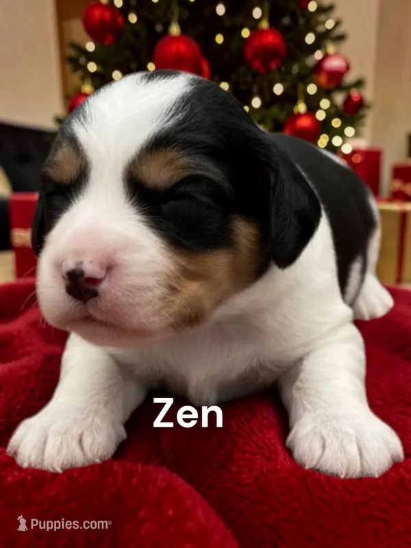Zen – Cavalier King Charles Spaniel puppy for sale in DeMotte, IN