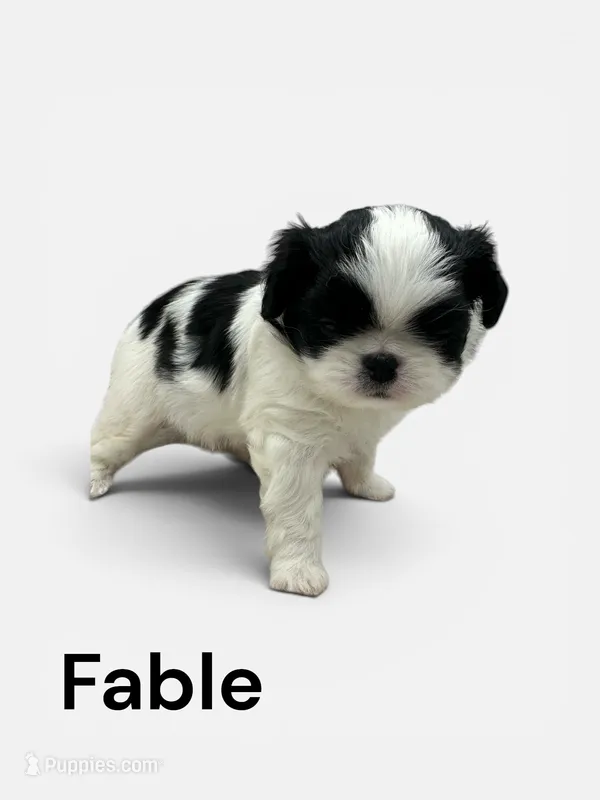 Fable – Japanese Chin puppy for sale in DeMotte, IN