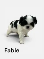 Fable, a male Japanese Chin for sale in DeMotte, IN – 1 of 1