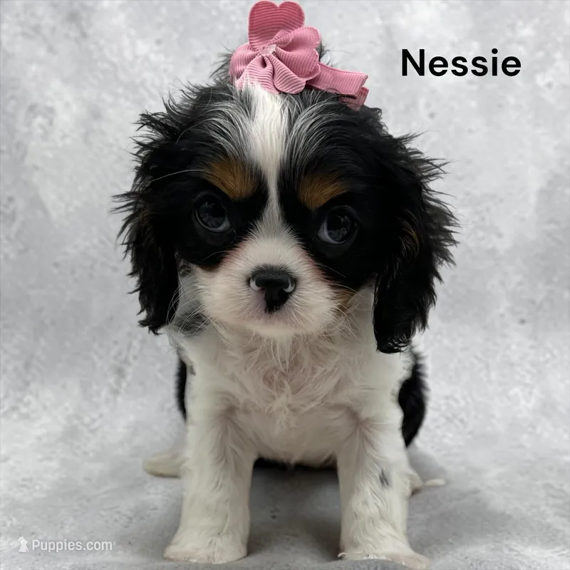 Nessie – Cavalier King Charles Spaniel puppy for sale in DeMotte, IN