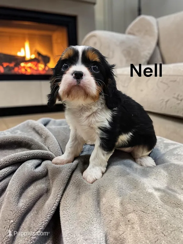 Nell – Cavalier King Charles Spaniel puppy for sale in DeMotte, IN