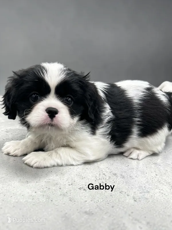 Gabby (black and White) – Cavalier King Charles Spaniel puppy for sale in DeMotte, IN