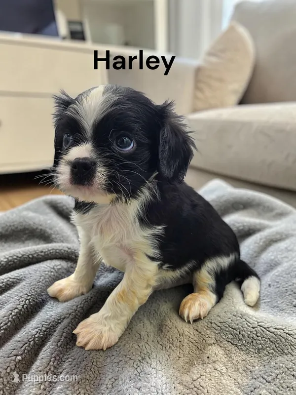 Harley (Black And White) – Cavalier King Charles Spaniel puppy for sale in DeMotte, IN