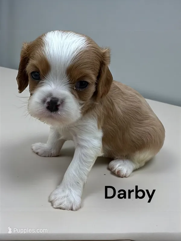 Darby