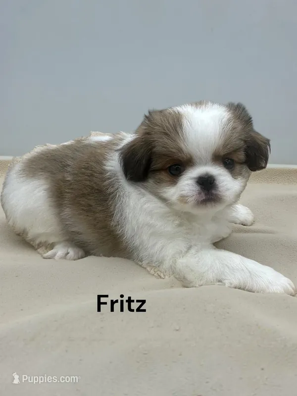 Fritz – Japanese Chin puppy for sale in DeMotte, IN