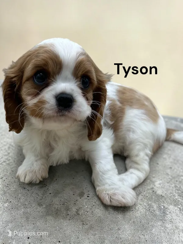 Tyson – Cavalier King Charles Spaniel puppy for sale in DeMotte, IN