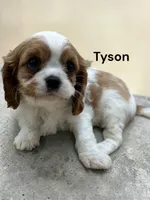Tyson, a male Cavalier King Charles Spaniel for sale in DeMotte, IN – Photo 4 of 4