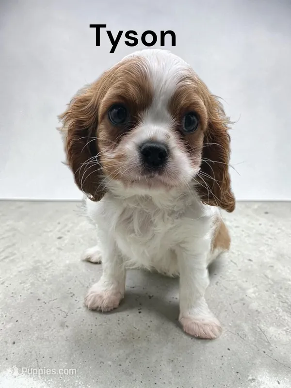 Tyson – Cavalier King Charles Spaniel puppy for sale in DeMotte, IN