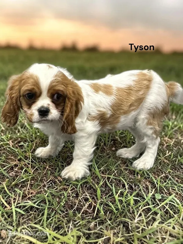 Tyson – Cavalier King Charles Spaniel puppy for sale in DeMotte, IN