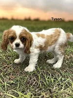 Tyson, a male Cavalier King Charles Spaniel for sale in DeMotte, IN – Photo 2 of 4