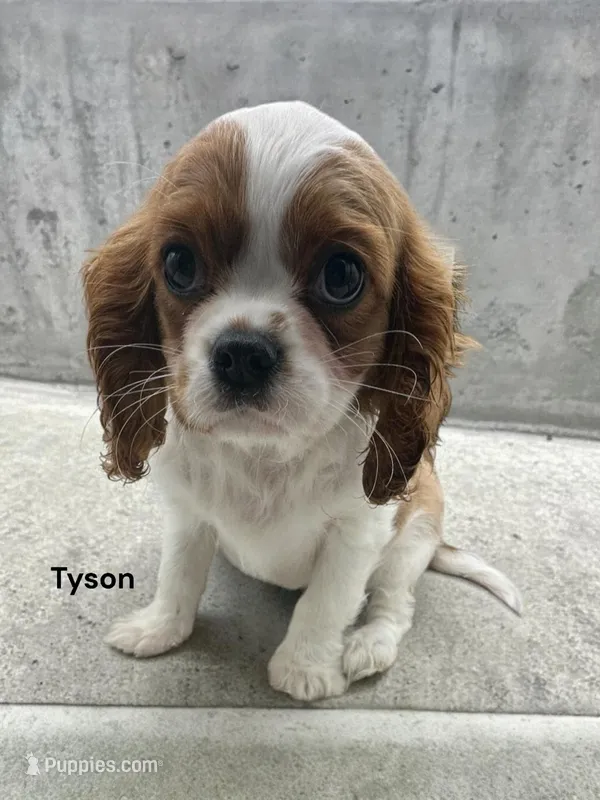 Tyson – Cavalier King Charles Spaniel puppy for sale in DeMotte, IN