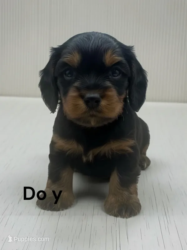 Doy – Cavalier King Charles Spaniel puppy for sale in DeMotte, IN