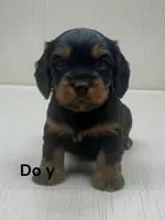 Doy, a male Cavalier King Charles Spaniel for sale in DeMotte, IN – 1 of 1