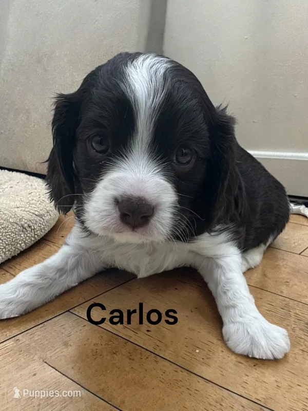 Carlos (chocolate and White) – Cavalier King Charles Spaniel puppy for sale in DeMotte, IN