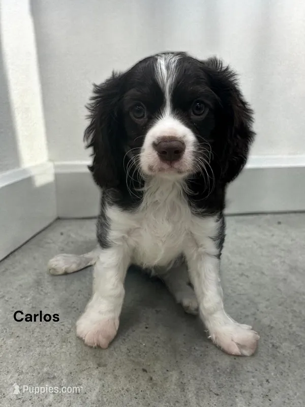 Carlos (chocolate and White) – Cavalier King Charles Spaniel puppy for sale in DeMotte, IN
