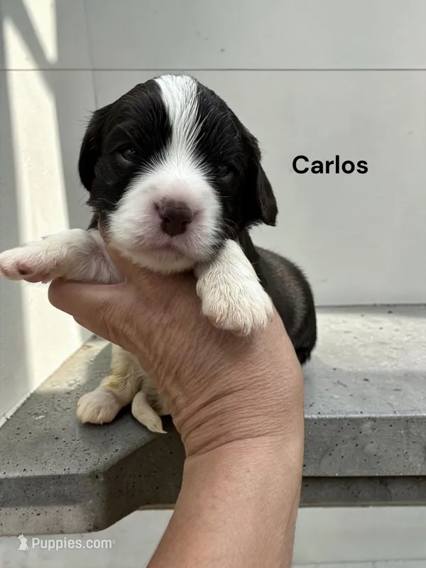 Carlos (chocolate and White)