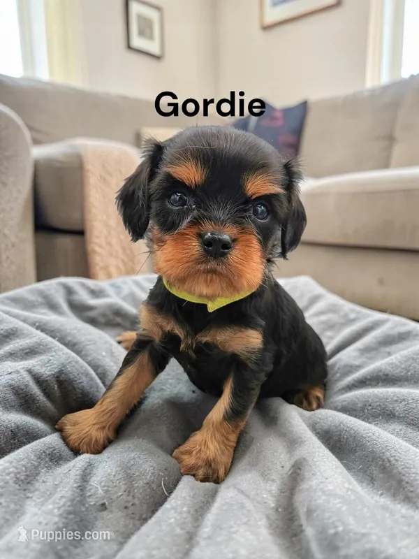 Gordie