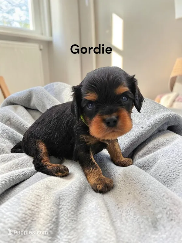 Gordie, a male Cavalier King Charles Spaniel for sale in DeMotte, IN – Photo 1 of 1