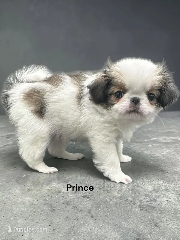 Prince – Japanese Chin puppy for sale in DeMotte, IN