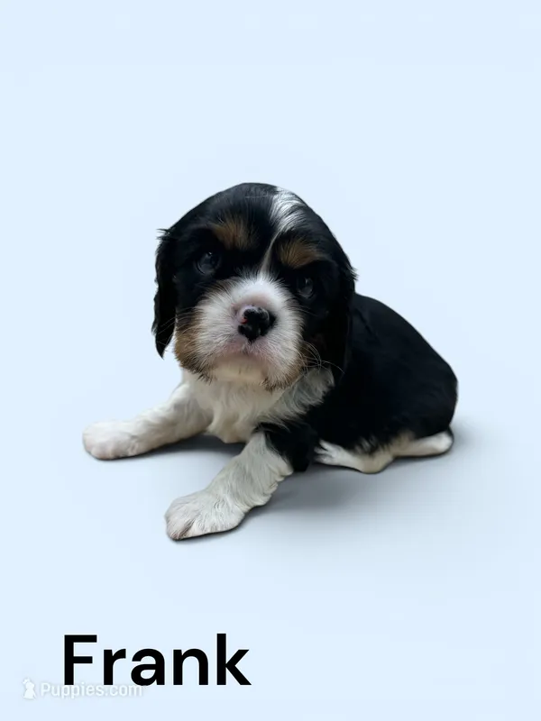 Frank – Cavalier King Charles Spaniel puppy for sale in DeMotte, IN