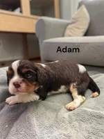 Adam (chocolate tri), a male Cavalier King Charles Spaniel for sale in DeMotte, IN – 1 of 1