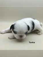 Tonka, a male Japanese Chin for sale in DeMotte, IN – 3 of 3