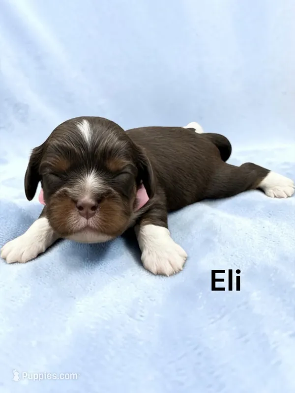 Eli (Chocolate Tri) – Cavalier King Charles Spaniel puppy for sale in DeMotte, IN
