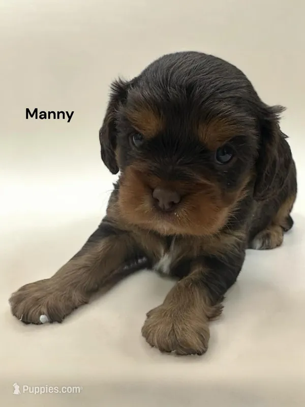 Manny (Chocolate and Tan) – Cavalier King Charles Spaniel puppy for sale in DeMotte, IN