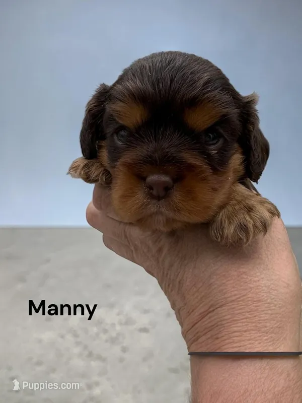 Manny (Chocolate and Tan) – Cavalier King Charles Spaniel puppy for sale in DeMotte, IN