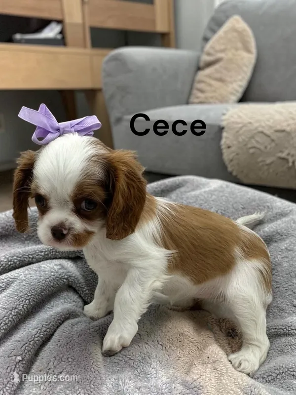Cece – Cavalier King Charles Spaniel puppy for sale in DeMotte, IN