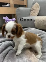 Cece, a female Cavalier King Charles Spaniel for sale in DeMotte, IN – 1 of 1