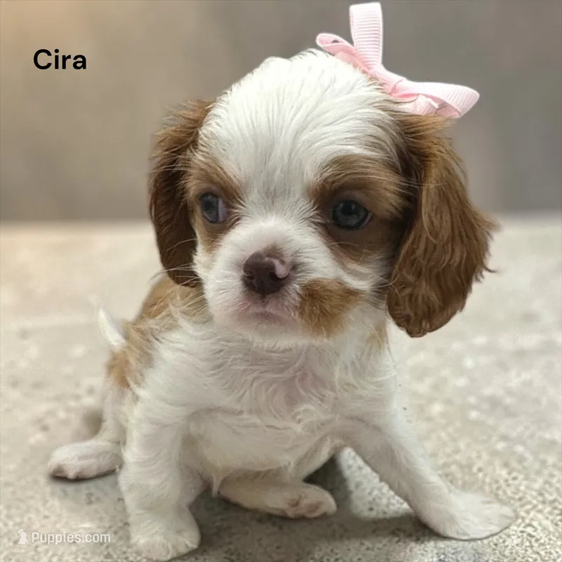 Cira (Chocolate Blenheim) – Cavalier King Charles Spaniel puppy for sale in DeMotte, IN