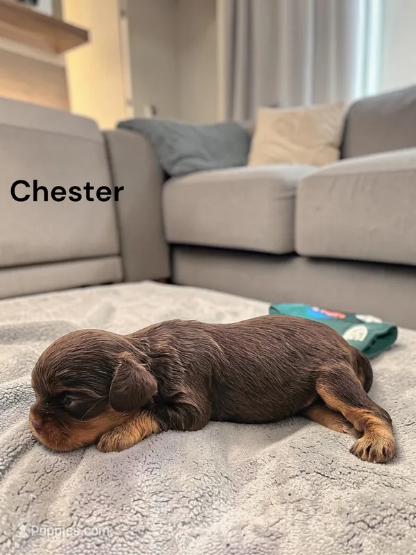 Chester (Chocolate and Tan) – Cavalier King Charles Spaniel puppy for sale in DeMotte, IN