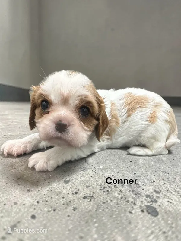 Conner – Cavalier King Charles Spaniel puppy for sale in DeMotte, IN