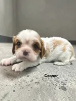 Conner, a male Cavalier King Charles Spaniel for sale in DeMotte, IN – 1 of 1