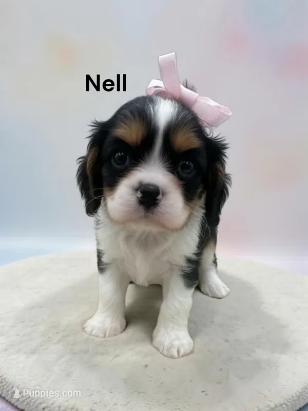 Nell – Cavalier King Charles Spaniel puppy for sale in DeMotte, IN