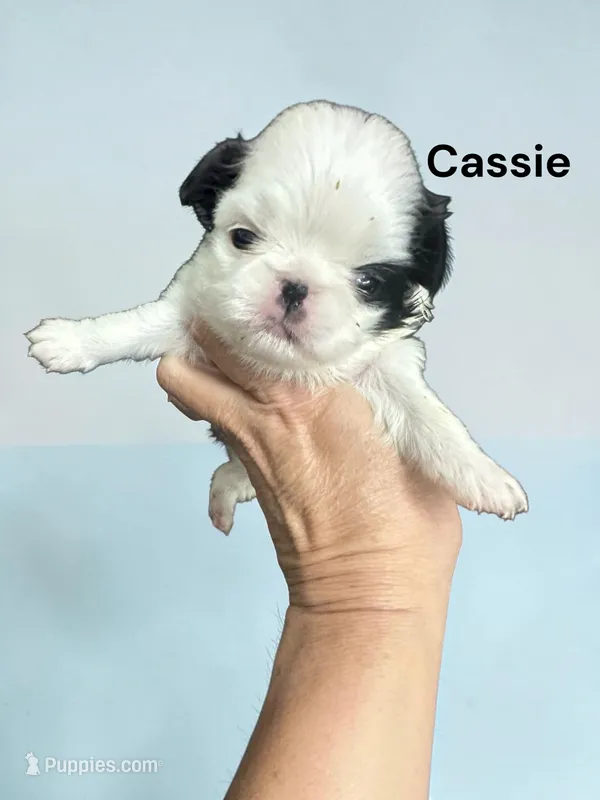 Cassie – Japanese Chin puppy for sale in DeMotte, IN