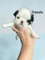Cassie, a female Japanese Chin for sale in DeMotte, IN – 1 of 1
