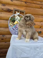 Wendall, a female Australian Shepherd for sale in Moravia Iowa, MORAVIA IOWA – Photo 3 of 6