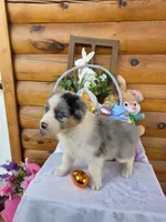 Wyman, a male Australian Shepherd for sale in Moravia Iowa, MORAVIA IOWA – Photo 1 of 6
