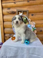 Wyman, a male Australian Shepherd for sale in Moravia Iowa, MORAVIA IOWA – Photo 4 of 6