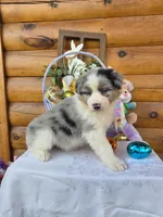 Wyman, a male Australian Shepherd for sale in Moravia Iowa, MORAVIA IOWA – Photo 2 of 6