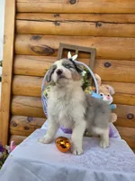 Wyman, a male Australian Shepherd for sale in Moravia Iowa, MORAVIA IOWA – Photo 6 of 6