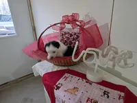 processed/492d6667-9f2e-4e9c-b033-4cef474c92ee/listing/6d73528d-4d5d-4f9c-80c9-969226ffb919/22a211e5-bd78-44cb-a060-e60045ea943b