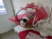 processed/492d6667-9f2e-4e9c-b033-4cef474c92ee/listing/6d73528d-4d5d-4f9c-80c9-969226ffb919/71dd3091-c6bc-4524-b45d-cf5b9389a96b