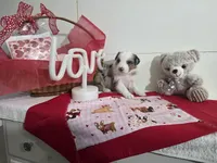 processed/492d6667-9f2e-4e9c-b033-4cef474c92ee/listing/ae6813aa-8c8f-4ab3-8557-936cb570f8c9/b157f6e0-8060-4733-b911-8c296fb86f68