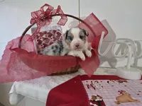 processed/492d6667-9f2e-4e9c-b033-4cef474c92ee/listing/e3615fe7-4b01-4bb5-a2bb-c2609ba55e41/1274ed68-5267-46c4-b5a7-12e6f1f86edc