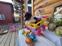 Gigi, a  Australian Shepherd for sale in Moravia Iowa, MORAVIA IOWA – Photo 9 of 9