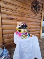 Gigi, a  Australian Shepherd for sale in Moravia Iowa, MORAVIA IOWA – Photo 4 of 9